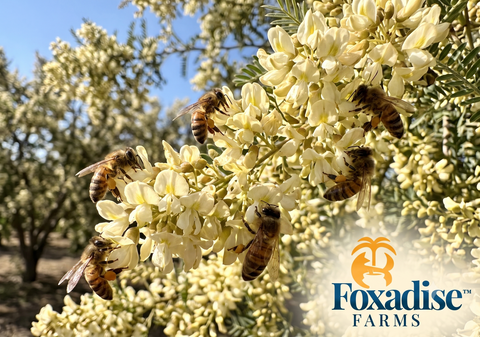 Varietal Discovery Series: The Glass-Like Wonder of Acacia