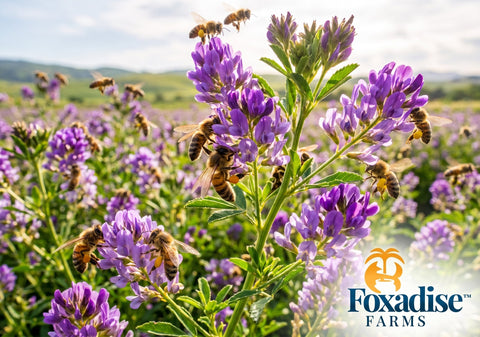 Specialty Varietal Series: Discovering the Subtle Magic of Alfalfa Honey