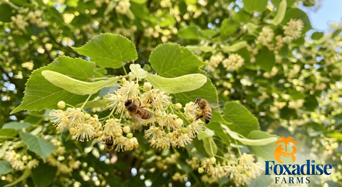 Foxadise Farms Specialty Honey Varietal Series: The Magic of Basswood Honey