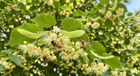 Foxadise Farms Specialty Honey Varietal Series: The Magic of Basswood Honey 🍯