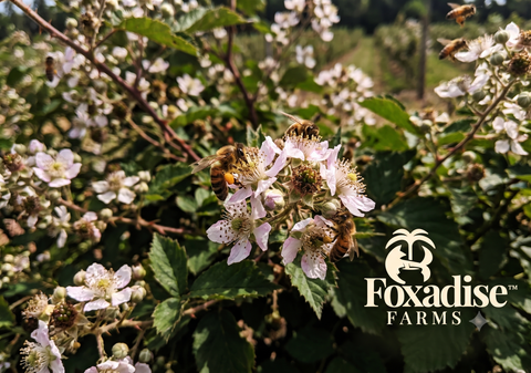 Beyond the Blend: The Surprising Discovery of Blackberry Honey