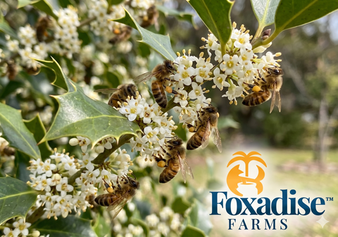 Finding the Sweet Spot: Why Holly Honey is the Ultimate Varietal Discovery