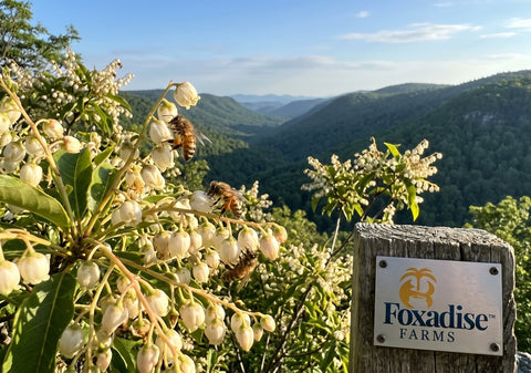 Specialty Honey Discovery: The Southern Mountain Wonder of Sourwood Honey
