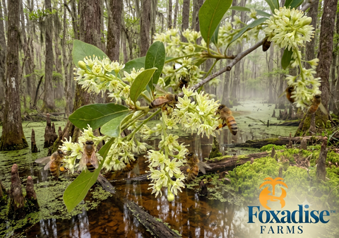 Varietal Discovery: The Legendary Gold of Tupelo Honey