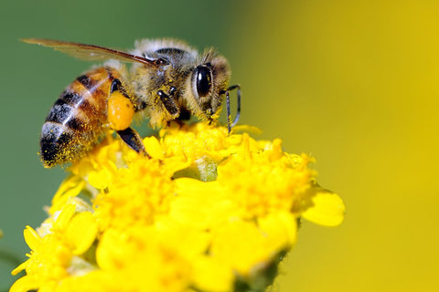 Building a Pollinator Garden to Help Honeybees: A Homeowner's Guide