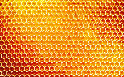 Honey Bees: Beeyond The Honey