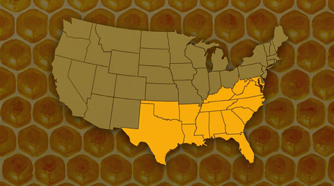 Southern Honey